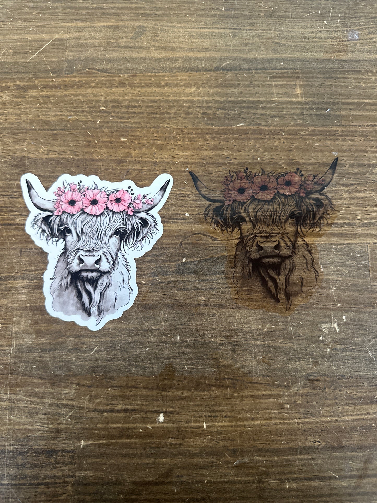 Highland Cow Sticker